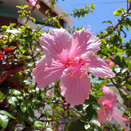 Pension Hibiscus La Digue Εξωτερικό φωτογραφία