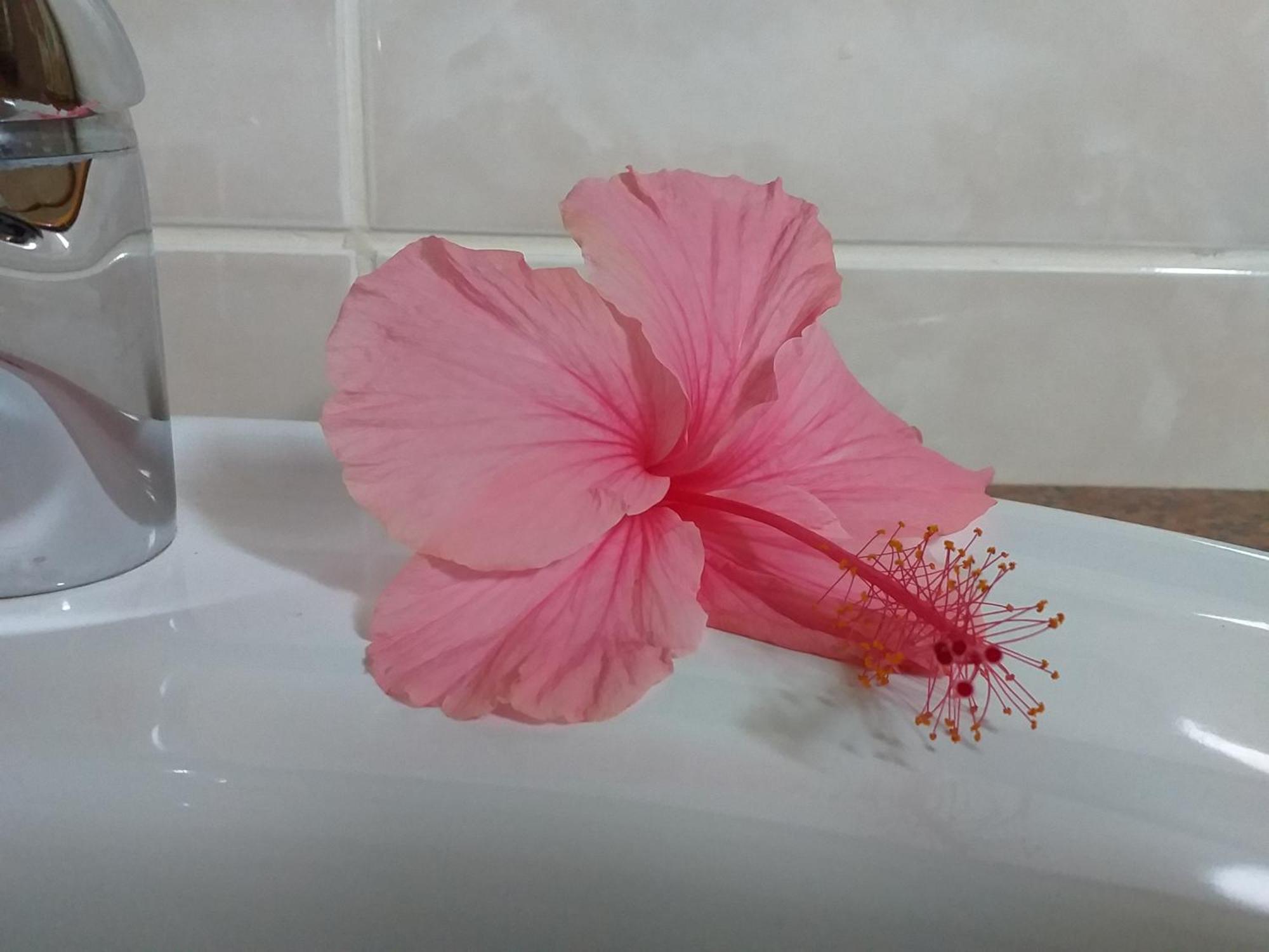 Pension Hibiscus La Digue Εξωτερικό φωτογραφία