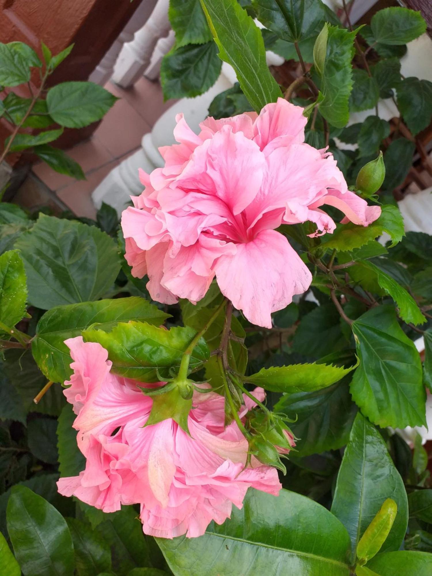 Pension Hibiscus La Digue Εξωτερικό φωτογραφία