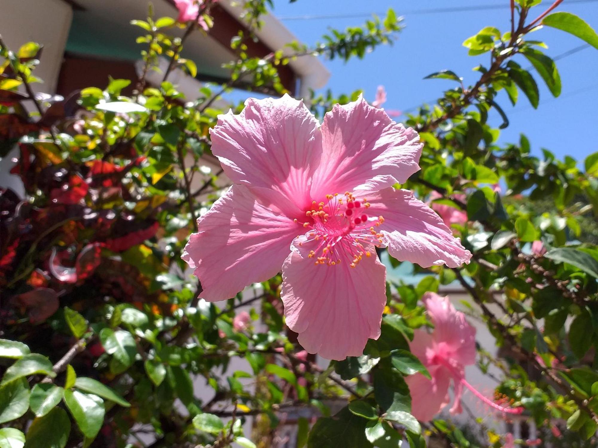 Pension Hibiscus La Digue Εξωτερικό φωτογραφία
